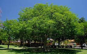 tamarind Tree